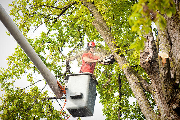 Best Tree Disease Treatment  in White Settlement, TX