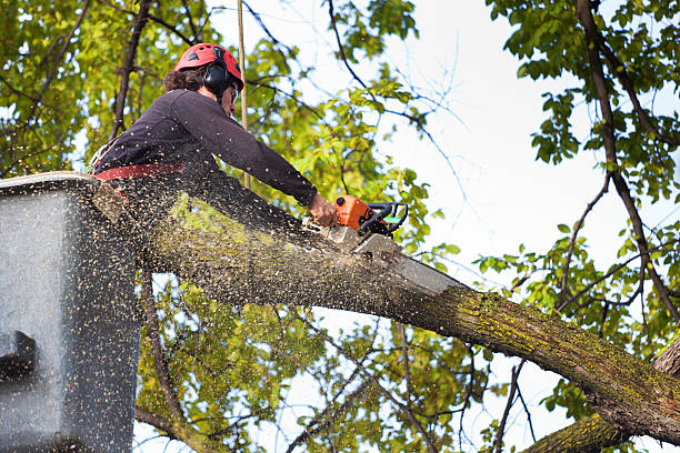 Best Tree Mulching  in White Settlement, TX